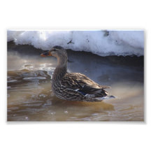 Mallard femelle photo d'art