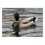 Mallard Modèle De Carte De Visite