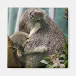 Maman de koala et nouveau bébé magnets pour réfrigérateur