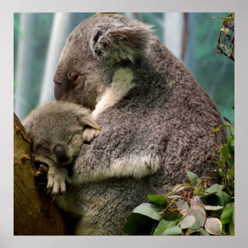 Maman de koala et nouveau bébé posters