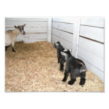 Maman Goat lui donnant deux enfants le regard de m Photo Sur Toile