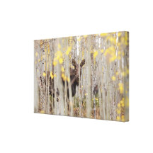 Maman Moose Through les trembles dans les Rocheuse Impression Sur Toile
