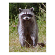 Maman Raccoon Cartes Postales