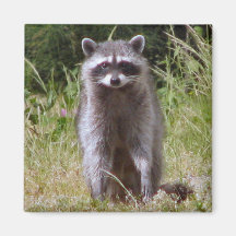 Maman Raccoon Magnets