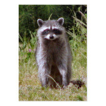 Maman Raccoon Modèle De Carte De Visite