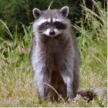Maman Raccoon Photo Sculpture