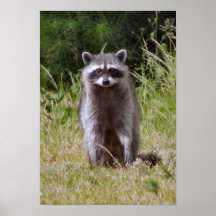Maman Raccoon Posters