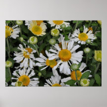 'Mamans de marguerite Affiches