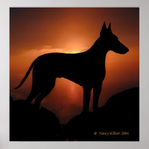 Manchester Terrier magnifique Poster