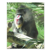 Mandrill Photographe