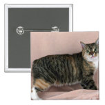 Mannois, chat tigré de tortie badge avec épingle