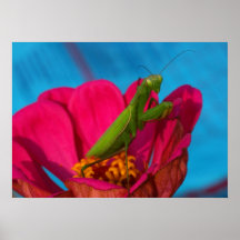 Mante colorée posters