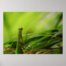 Mante de prière dans le bambou posters