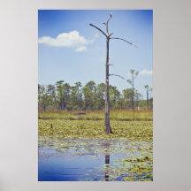 Marais de la Louisiane Affiches