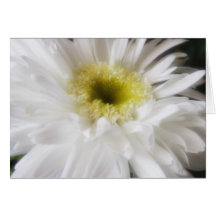 Marguerite 13 de Gerbera Carte