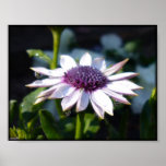 Marguerite africaine posters