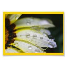 Marguerite avec des gouttes de pluie photographe