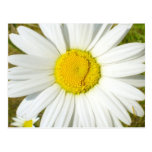 Marguerite blanche cartes postales