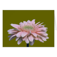 Marguerite de Gerbera Carte