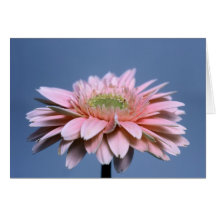 Marguerite de Gerbera Carte De Vœux