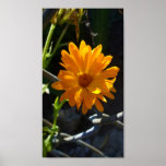 marguerite d'or posters