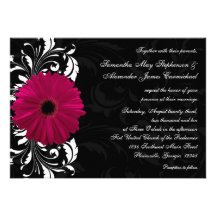 Marguerite fuchsia de Gerbera de rouleau avec noir Invitations