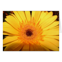 Marguerite jaune de Gerber Cartes De Vœux