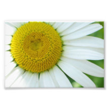 Marguerite jaune et blanche centrale ensoleillée photos