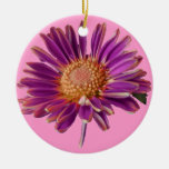 Marguerite pourpre rose décoration de noël