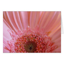 Marguerite rose #731 de Gerbera Cartes De Vœux