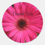Marguerite rose de Gerbera Adhésif
