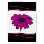 Marguerite rose vive - carte