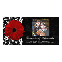 Marguerite rouge et noire et blanche de Gerbera de Photocarte