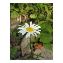 Marguerite solitaire cartes postales