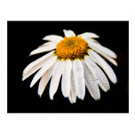 Marguerite sur la carte postale noire