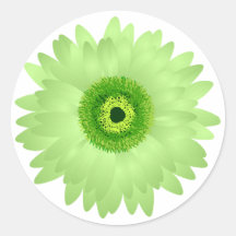 Marguerite verte de Gerbera Adhésif Rond