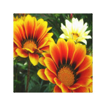 Marguerites africaines lumineuses impressions sur toile