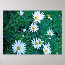 Marguerites blanches avec le feuillage poster