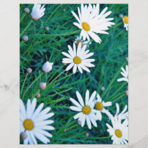 Marguerites blanches avec le feuillage prospectus customisé