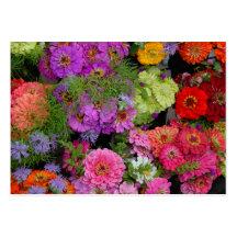 Marguerites colorées vibrantes cartes de visite personnelles