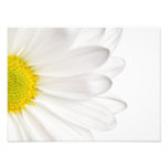Marguerites customisées par arrière - plan de fleu art photographique