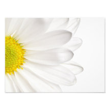 Marguerites customisées par arrière - plan de fleu art photographique