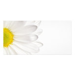 Marguerites customisées par arrière - plan de fleu carte avec photo