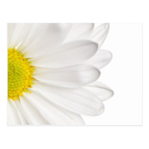 Marguerites customisées par arrière - plan de fleu cartes postales
