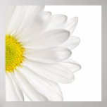 Marguerites customisées par arrière - plan de fleu posters
