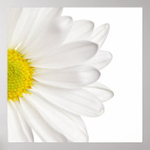 Marguerites customisées par arrière - plan de fleu posters