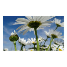 Marguerites dans le ciel cartes de visite professionnelles