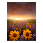 Marguerites de coucher du soleil cartes postales