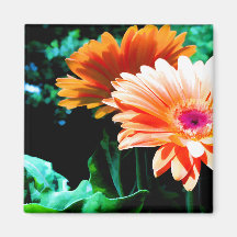 Marguerites de Gerber Magnets Pour Réfrigérateur