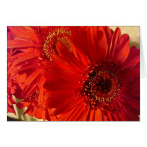 Marguerites de Gerbera Carte De Vœux